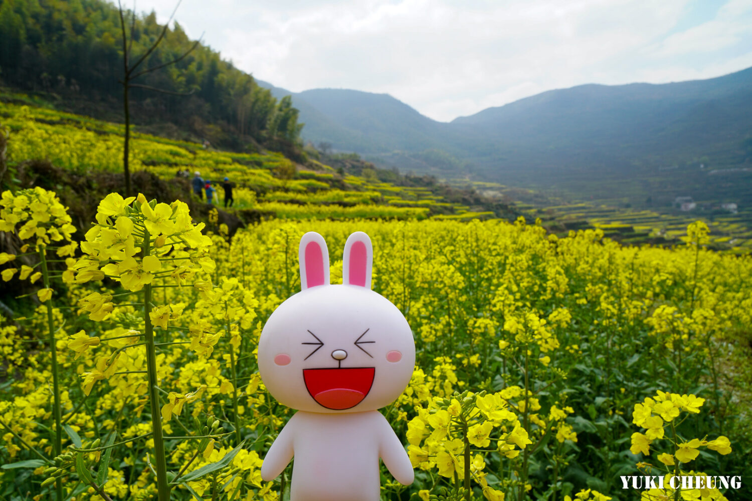 覆卮山油菜花梯田