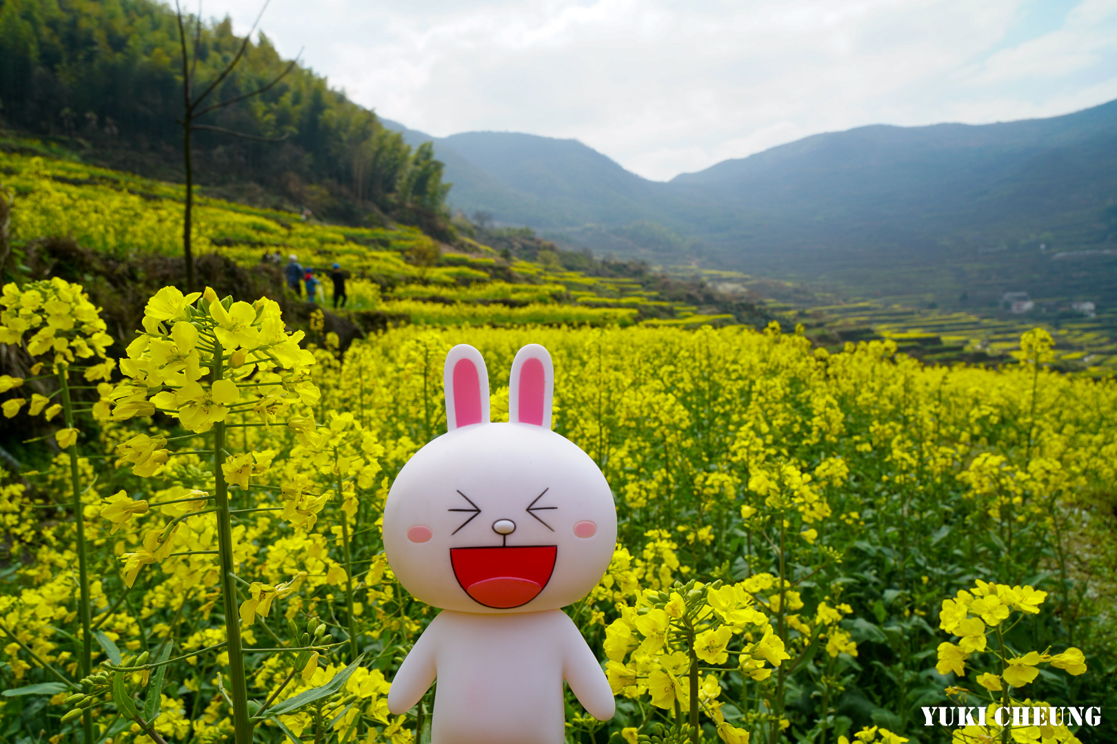 春游绍兴上虞覆卮山油菜花梯田