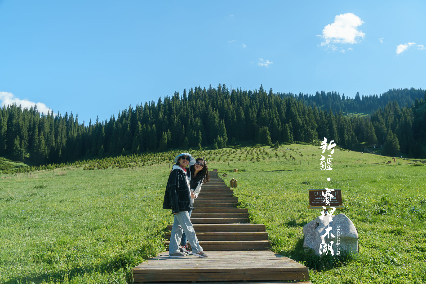 赛里木湖松树头