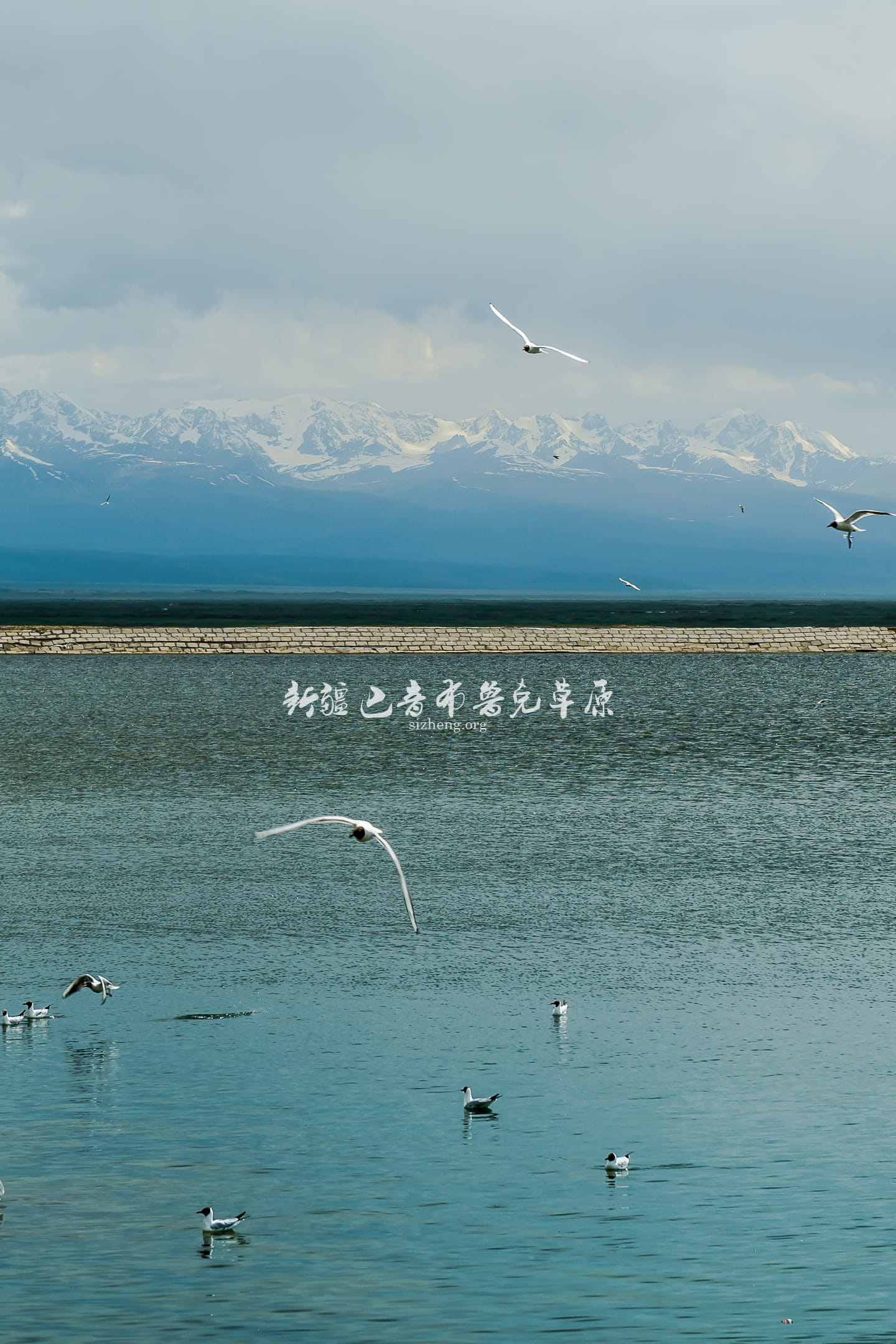 巴音布魯克天鵝湖