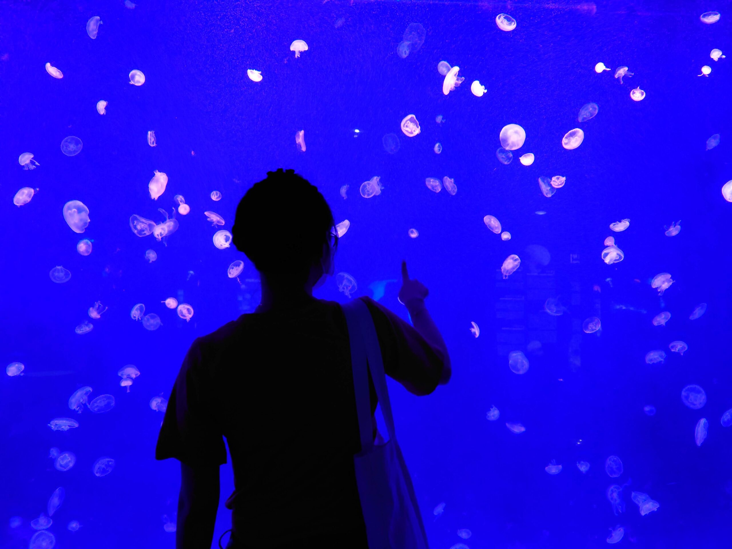 上海海洋水族馆